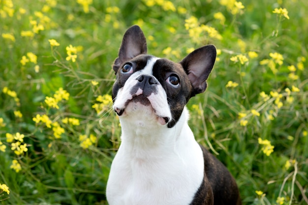 Porträt eines niedlichen boston terrier