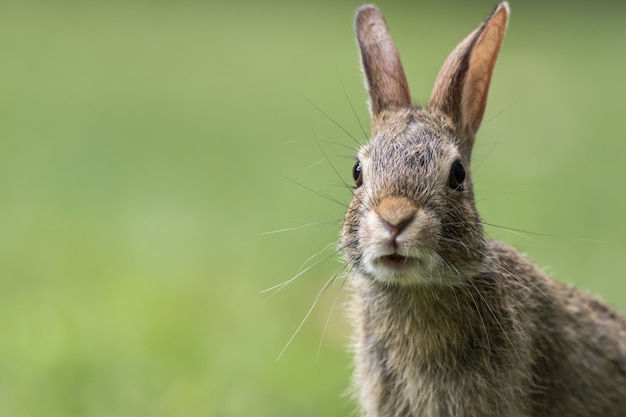 Kostenloses Foto porträt eines niedlichen grauen häschens