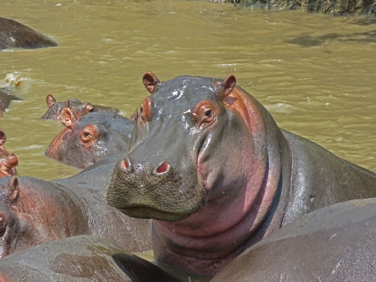 Kostenlose Foto porträt eines nilpferdes ruht im wasser, serengeti nationalpark in tansania