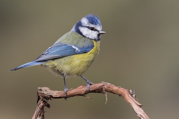 Porträt eines schönen Kanarienvogels