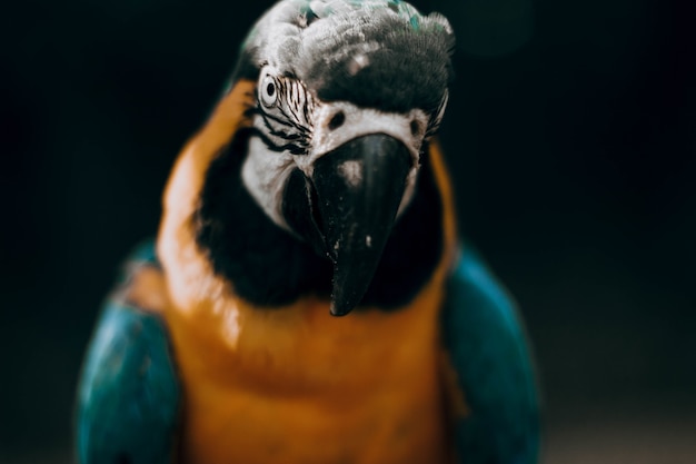 Porträt eines schönen Papageis in einer natürlichen Umgebung