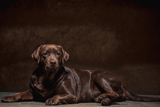 Kostenloses Foto porträt eines schwarzen labrador-hundes vor einem dunklen hintergrund.
