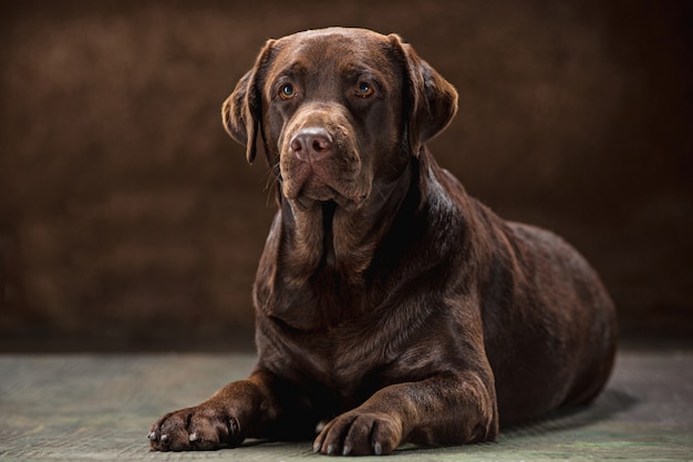 Porträt eines schwarzen Labrador-Hundes vor einem dunklen Hintergrund.