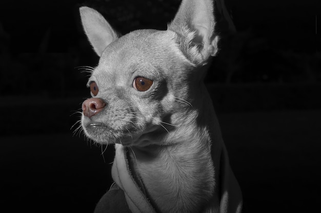 Porträt eines weißen Chihuahua unter den Lichtern auf schwarzem Hintergrund isoliert