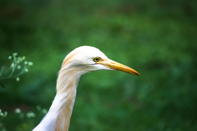 Porträt von bubulcus ibis oder heron oder allgemein bekannt als kuhreiher im öffentlichen park in indien
