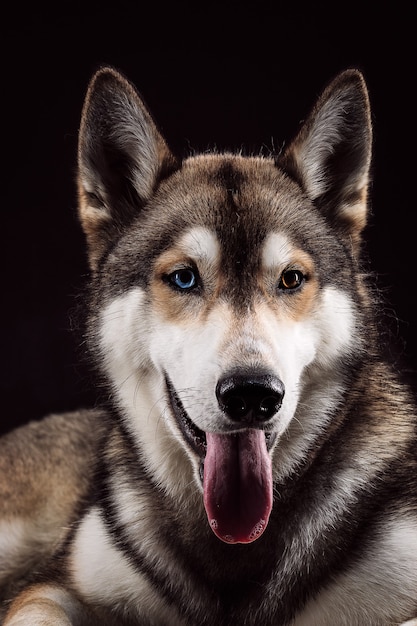 Porträt von Siberian Husky mit verschiedenfarbigen Augen auf schwarzem Hintergrund