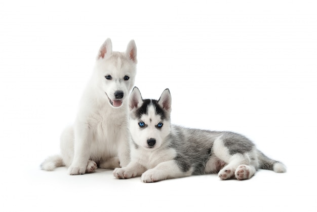 Porträt von zwei niedlichen und lustigen kleinen Welpen des Siberian Husky-Hundes, mit weißem und grauem Fell und blauen Augen. Kleine Hunde sitzen auf dem Boden und posieren, interessant aussehend. Auf Weiß isolieren.