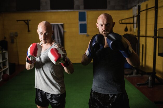 Porträt von zwei stehenden Boxern