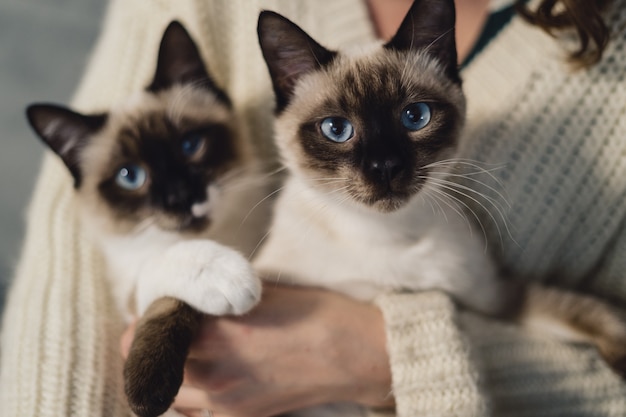 Porträt zwei identische siamesische Katzen