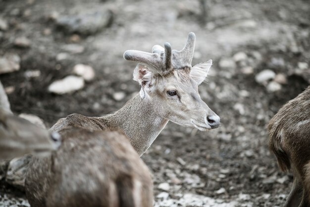 Portrait der Rotwild, die im Zoo stehen. Tiere Konzept.