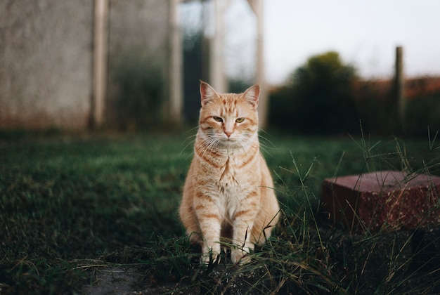 Kostenloses Foto portrait einer katze