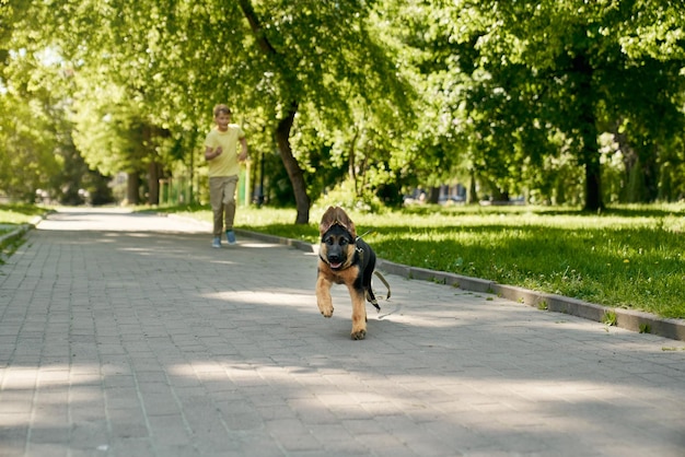 Positiver Junge und deutscher Schäferhundwelpe, der im Park läuft