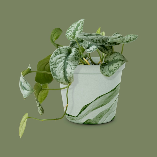 Pothos-Pflanze in einem grün gestrichenen Topf