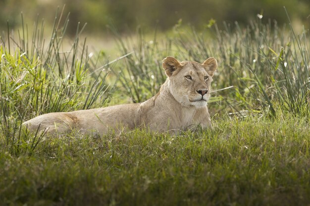 Prächtige Löwin, die auf einem Feld liegt, das mit grünem Gras bedeckt wird