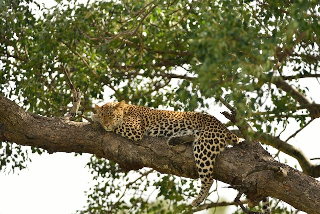 Prächtiger afrikanischer Leopard auf einem Ast eines Baumes, der im afrikanischen Dschungel gefangen genommen wird