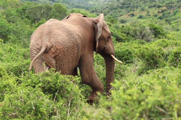 Prächtiger Elefant, der zwischen den von hinten gefangenen Büschen und Pflanzen geht