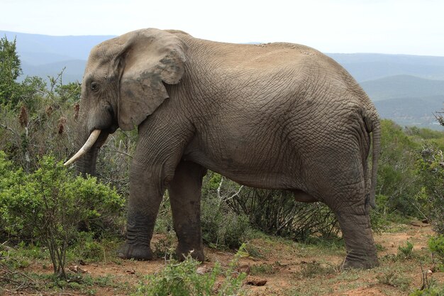 Prächtiger schlammiger Elefant, der in der Nähe der Büsche und Pflanzen im Dschungel herumläuft