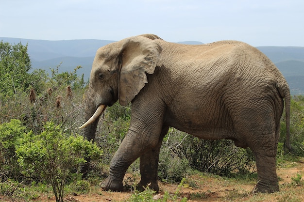 Prächtiger schlammiger Elefant, der in der Nähe der Büsche und Pflanzen im Dschungel herumläuft
