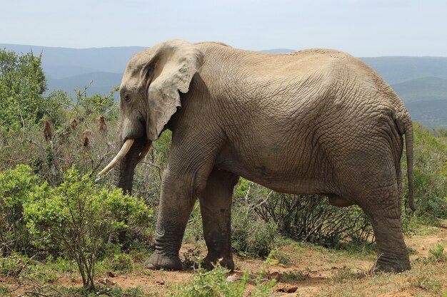 Prächtiger schlammiger Elefant, der in der Nähe der Büsche und Pflanzen im Dschungel herumläuft