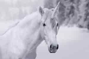 Kostenloses Foto prächtiges einhorn in der natur