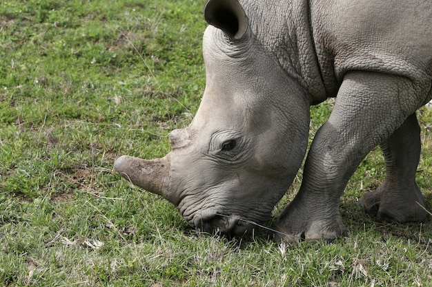 Prächtiges Nashorn, das auf den grasbedeckten Feldern im Wald weidet