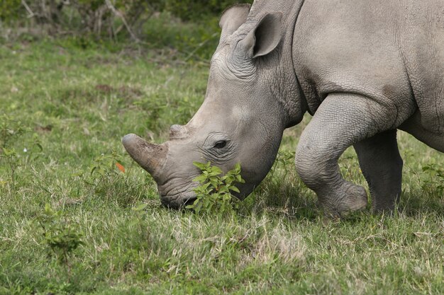 Prächtiges Nashorn, das auf den grasbedeckten Feldern im Wald weidet