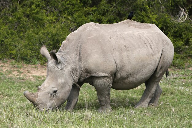 Prächtiges Nashorn, das auf den grasbedeckten Feldern im Wald weidet