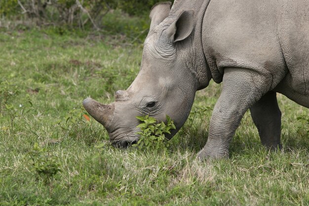 Prächtiges Nashorn, das auf den grasbedeckten Feldern im Wald weidet