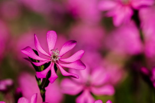 PrettyPink Pirouette, eine kleine rosa Blume in der maltesischen Landschaft