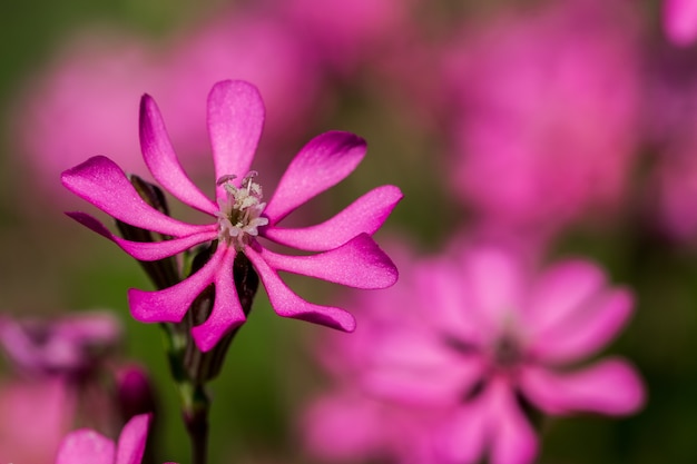 PrettyPink Pirouette, eine kleine rosa Blume in der maltesischen Landschaft