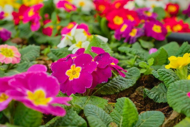 Primula erste Frühlingsblumen Nahaufnahme selektiver Fokus auf blühende Primel Hintergrundidee oder kreativ für eine Karte zum Tag der Erde oder zum Weltfrauentag