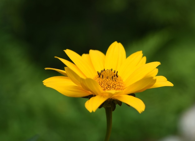 Kostenloses Foto profil einer gelben falschen sonnenblume, die in einem garten blüht