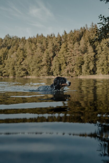 Profilaufnahme eines süßen Berner Sennenhundes, der im See schwimmt