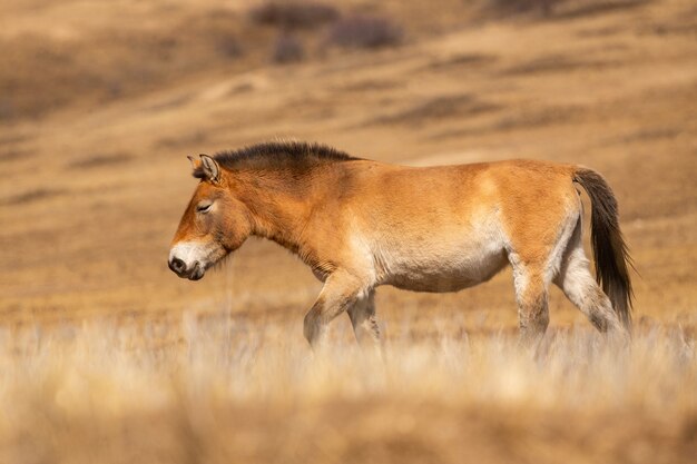 Przewalskis Pferdeporträt im magischen weichen Licht während der Winterzeit in der Mongolei