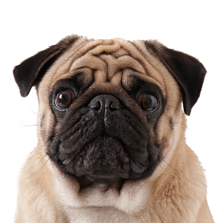 Kostenlose Foto pug-hund auf weißem hintergrund