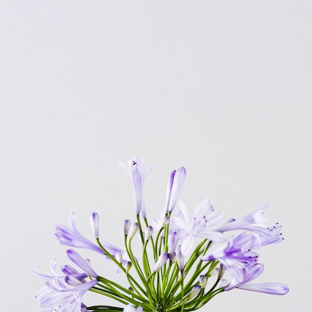Purpurrote Blume mit Kopienraum