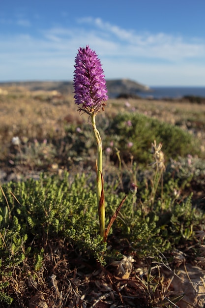 Kostenloses Foto pyramidenorchidee anacamptis pyramidalis pflanze