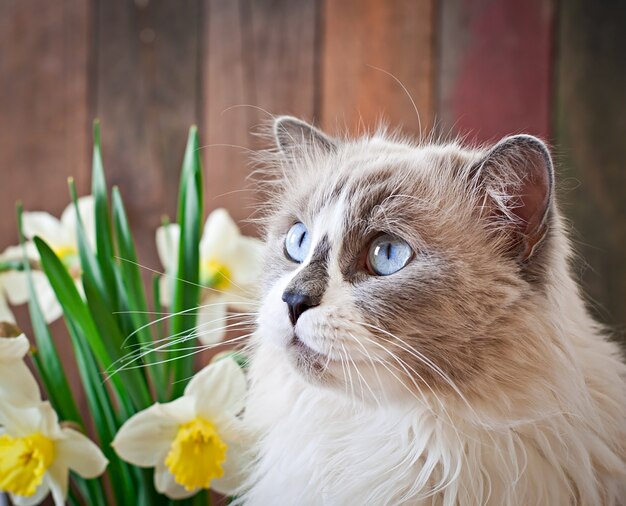 Ragdoll Katzenrasse und eine Vase mit Narzissen