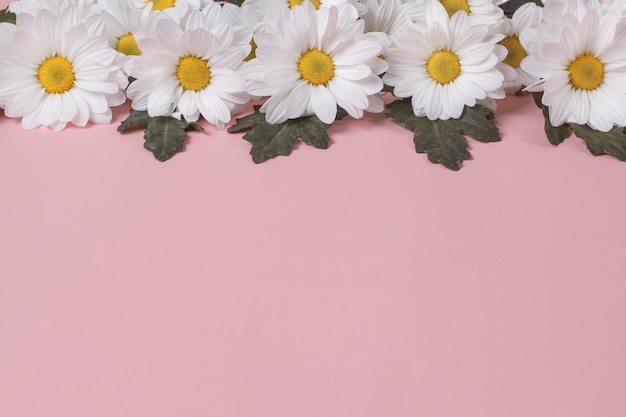 Rahmen aus großen blüten der herbstkamille levcantemella auf rosafarbenem hintergrund mit kopierraum