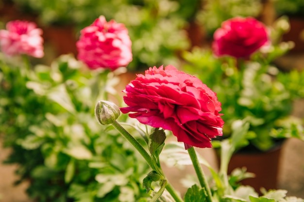 Kostenloses Foto ranunculus asiaticus oder rosafarbene blume der persischen butterblume mit der knospe