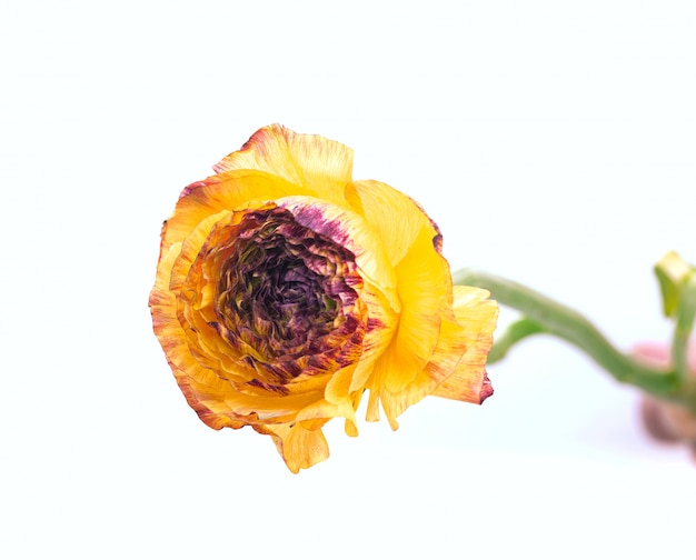 Ranunkulyus Strauß der roten Blumen auf einem weißen