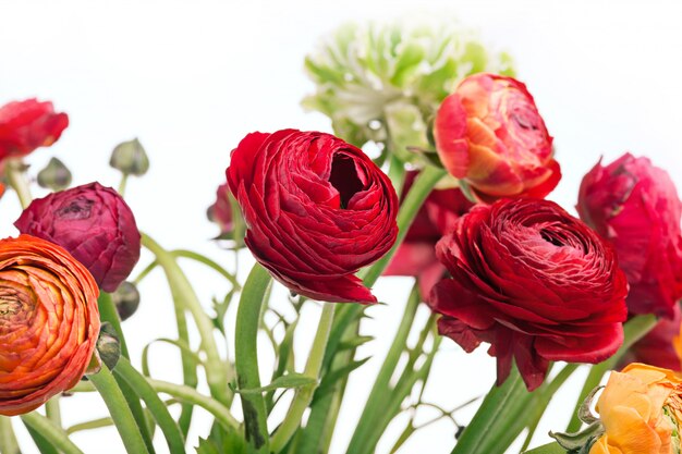 Ranunkulyus Strauß der roten Blumen auf einem weißen