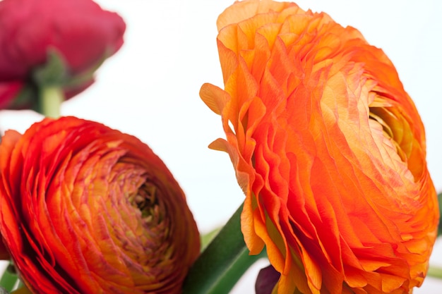 Kostenloses Foto ranunkulyus strauß roter blumen