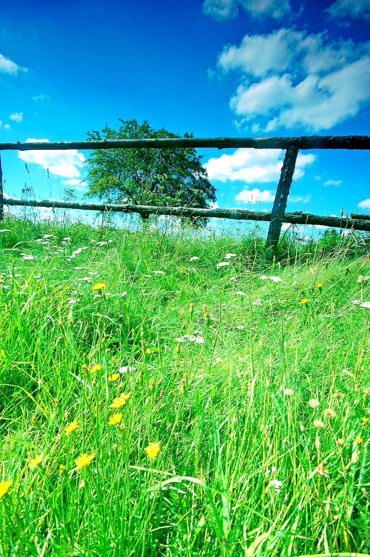 Kostenlose Foto rasen mit blühenden blumen