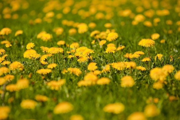 Rasen mit schönen gelben Blüten
