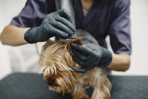 Rasiervorgang. Kleiner Hund sitzt auf dem Tisch. Hund vom Profi rasiert.