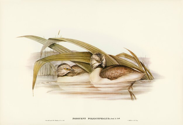 Raubvogel (Podiceps poliocephalus) von Elizabeth Gould