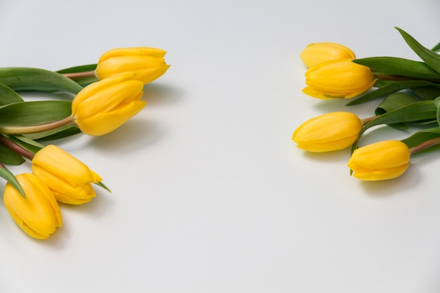Recht gelbe Tulpen auf weißem Hintergrund