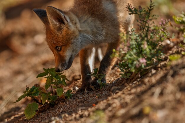 Red Fox Vulpes vulpes im europäischen Wald european