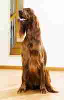 Kostenloses Foto red setter zu hause